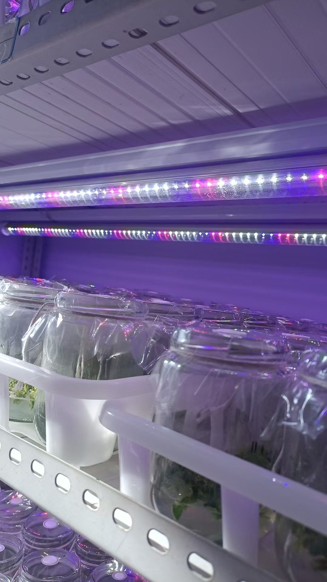T5植物生长LED彩灯（2835灯珠，木林森芯片，灯珠排列法：5白2蓝1红/5白2蓝2红）